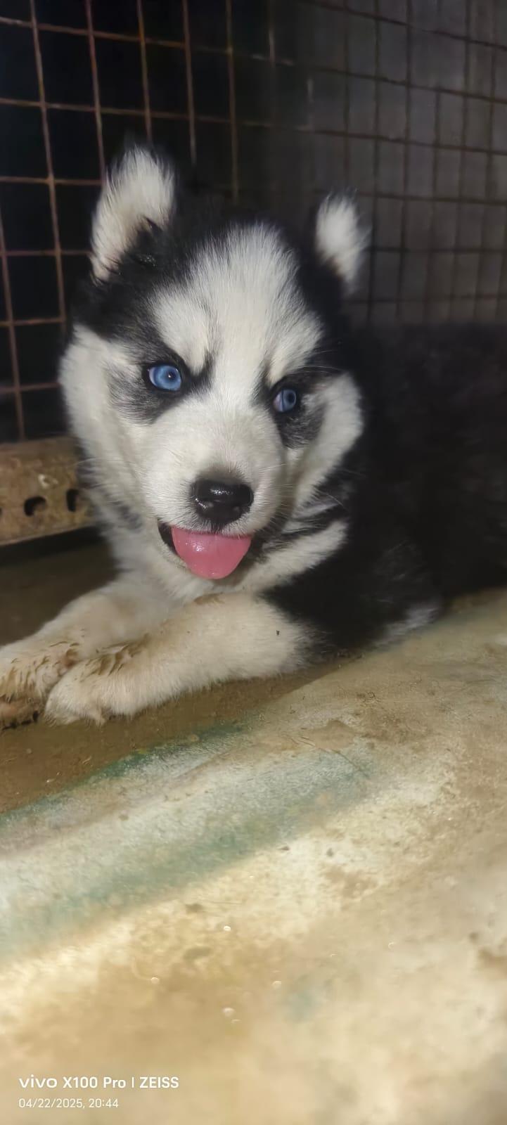Beautiful Dog