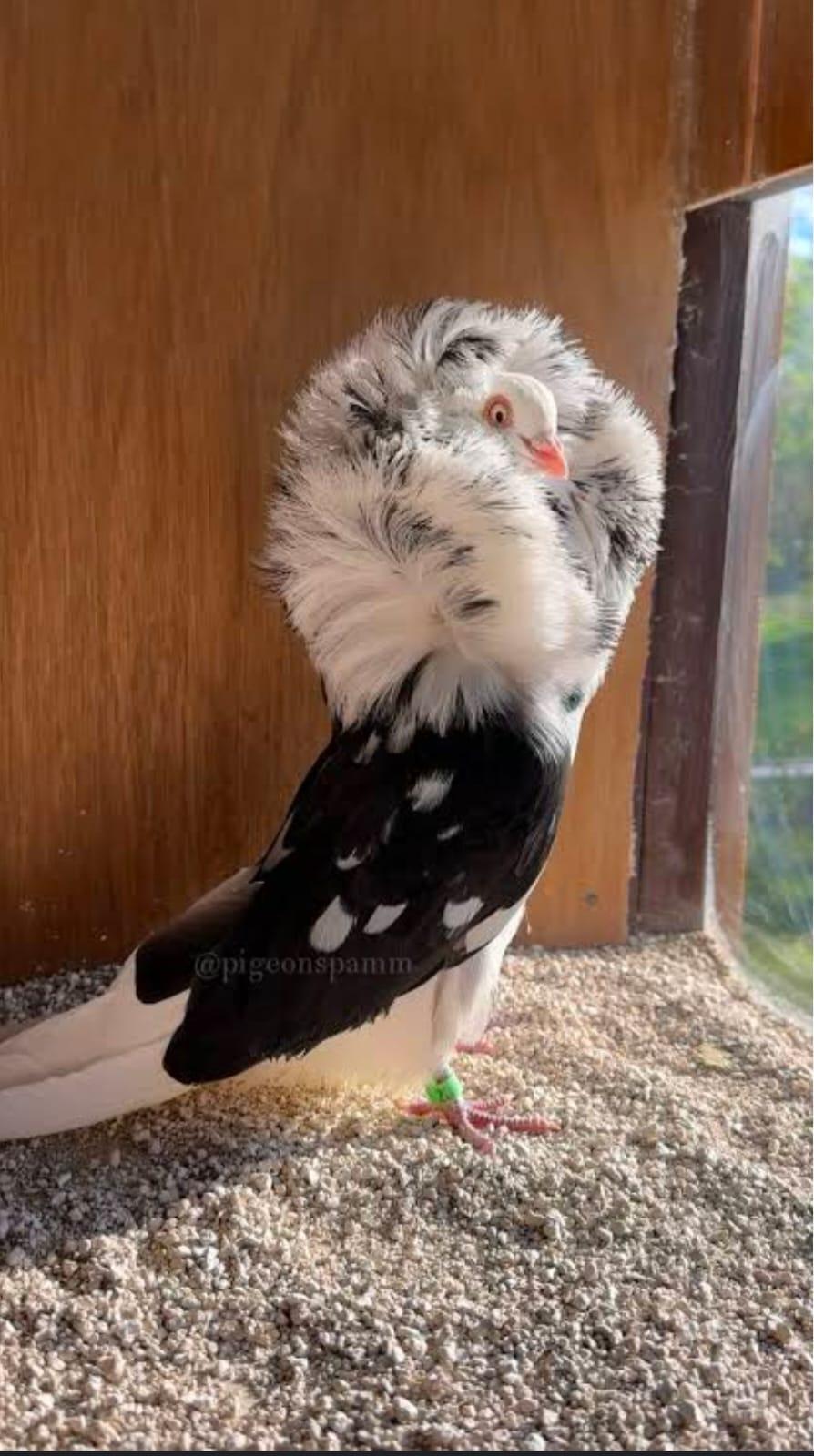 Bird Portrait
