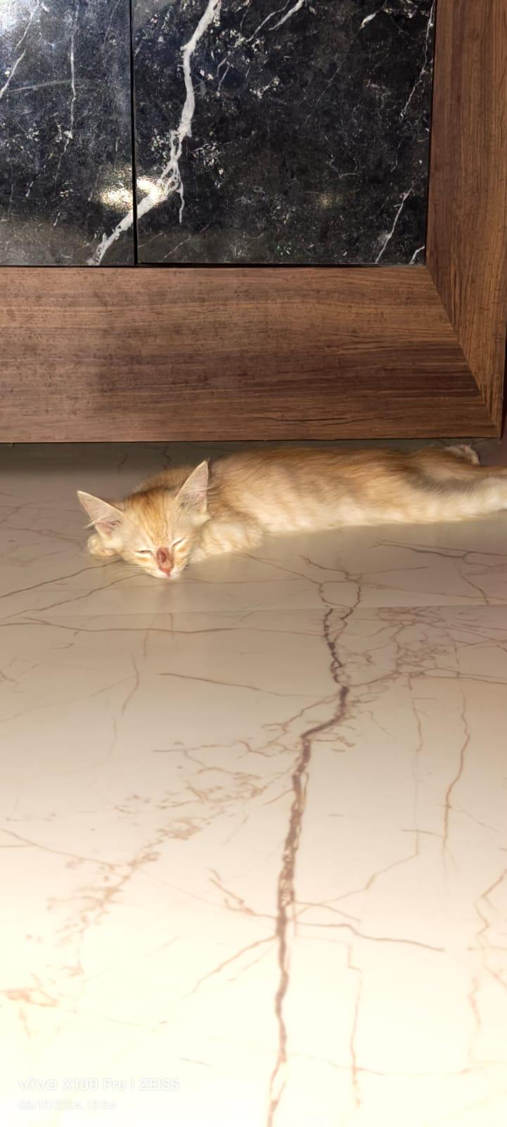 Lovely Cat