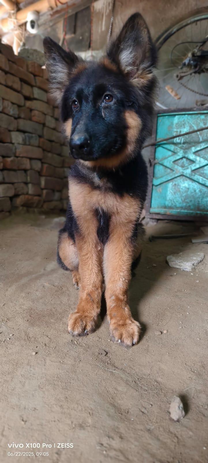 Playful Dog
