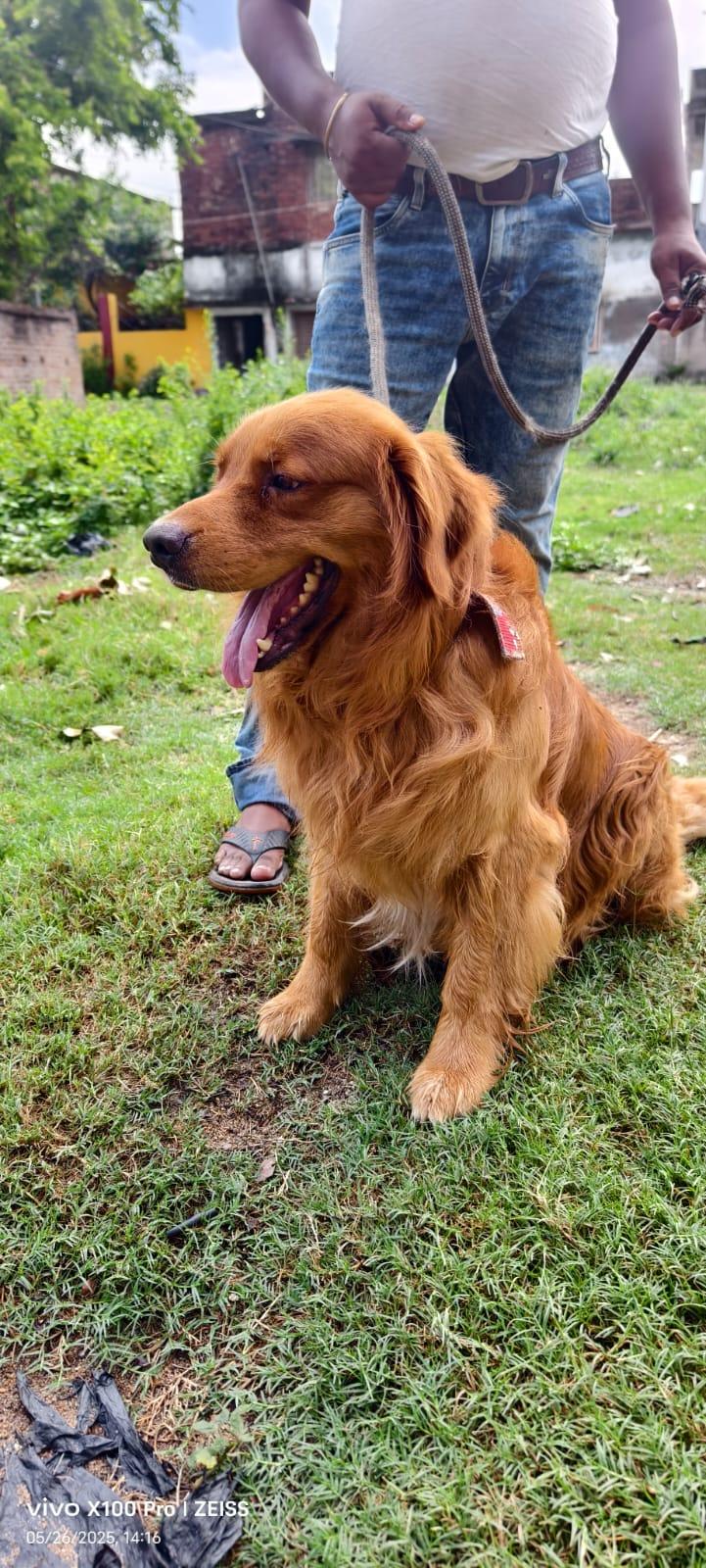 Cute Dog