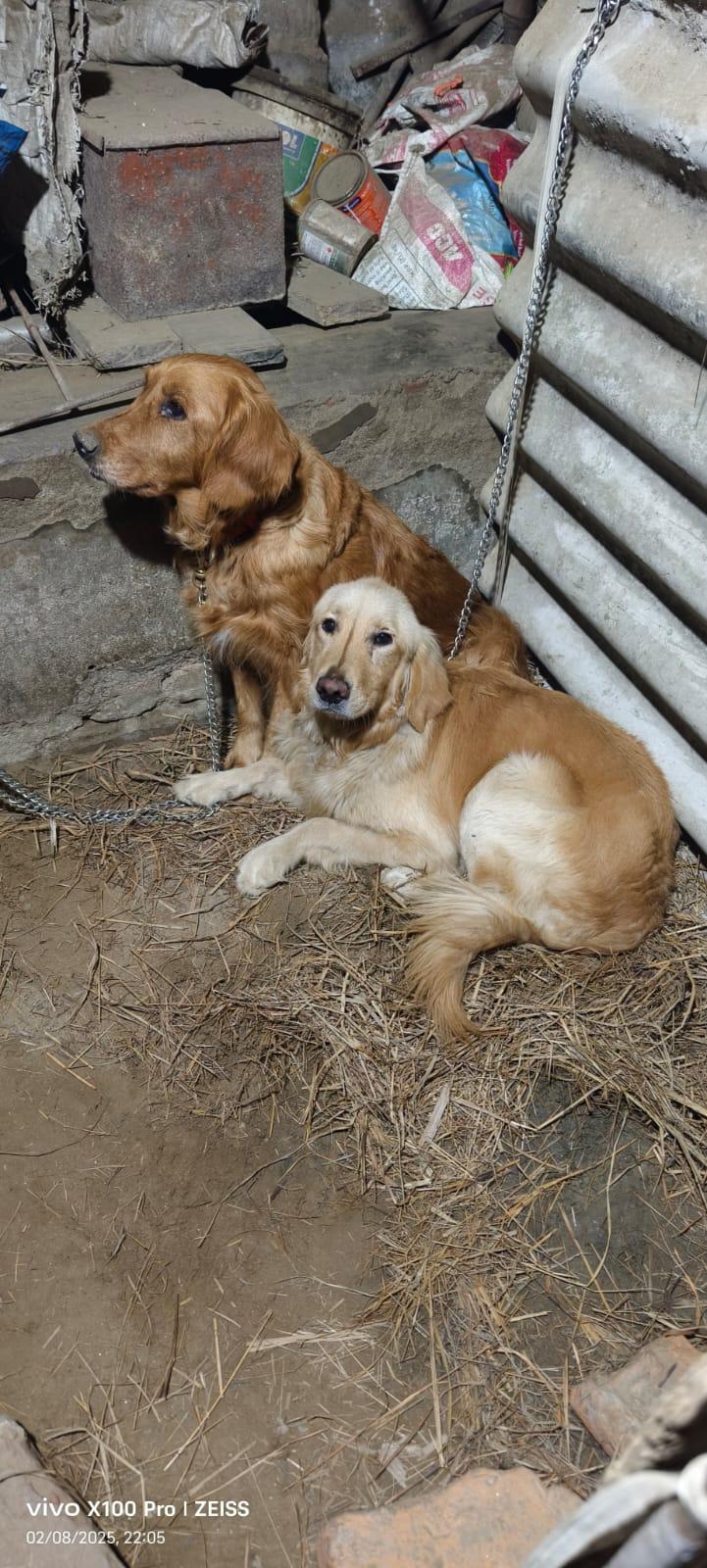 Beautiful Dog