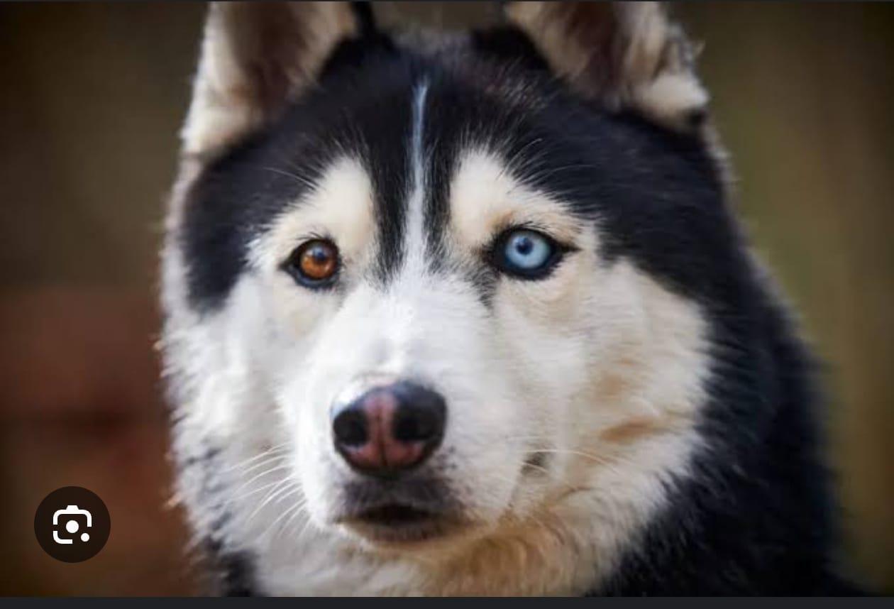 Adorable Dog