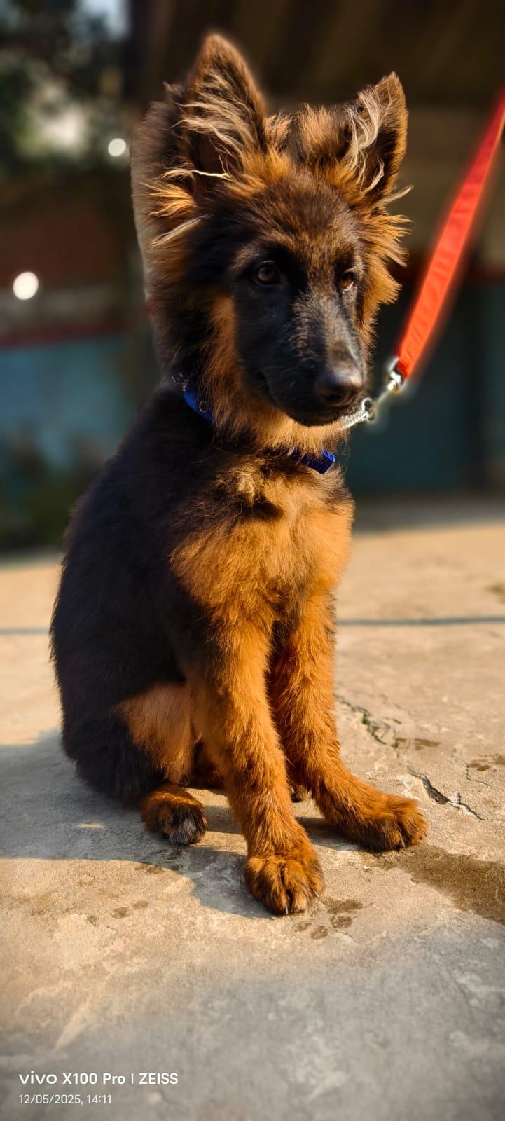 Dog Friend