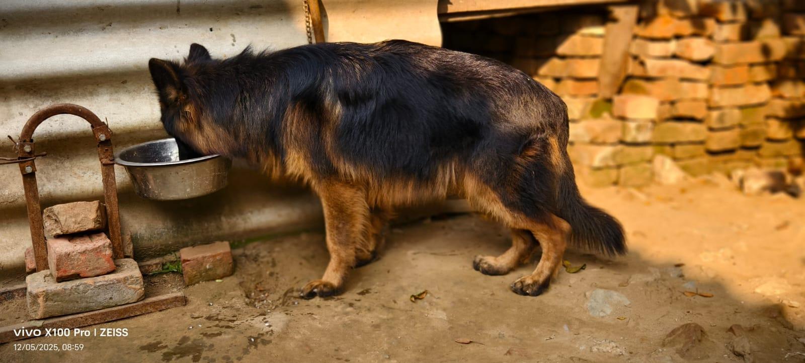 Playful Pup