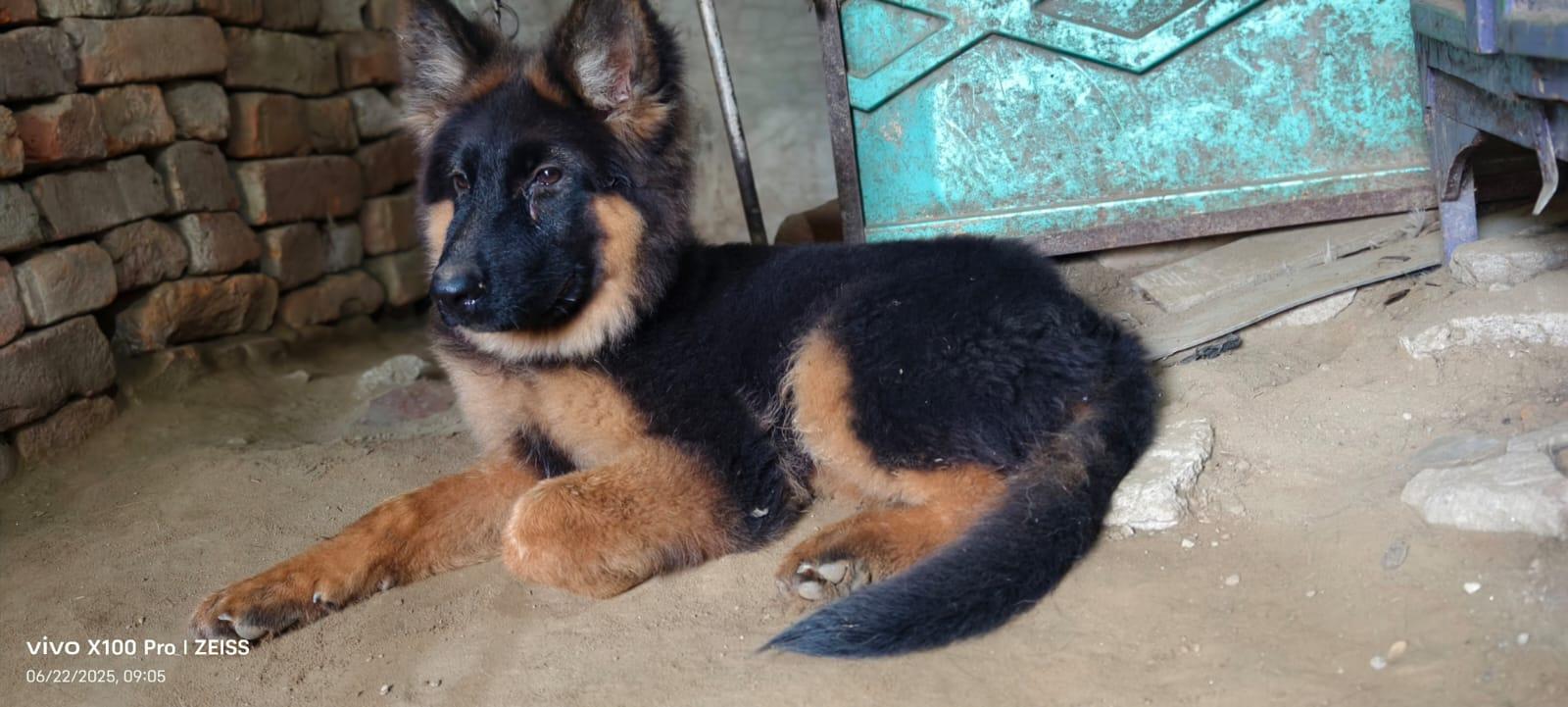 Cute Puppy