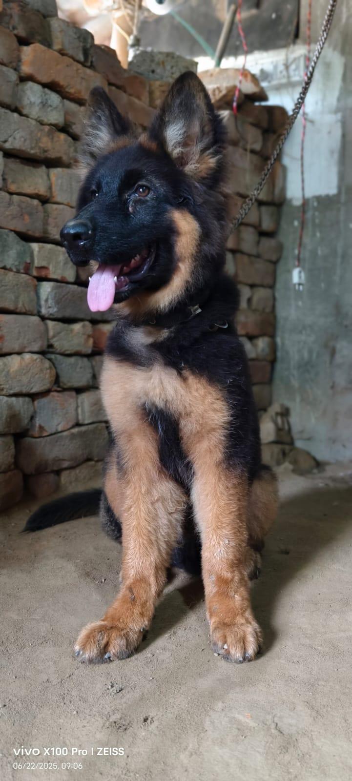 Dog Portrait
