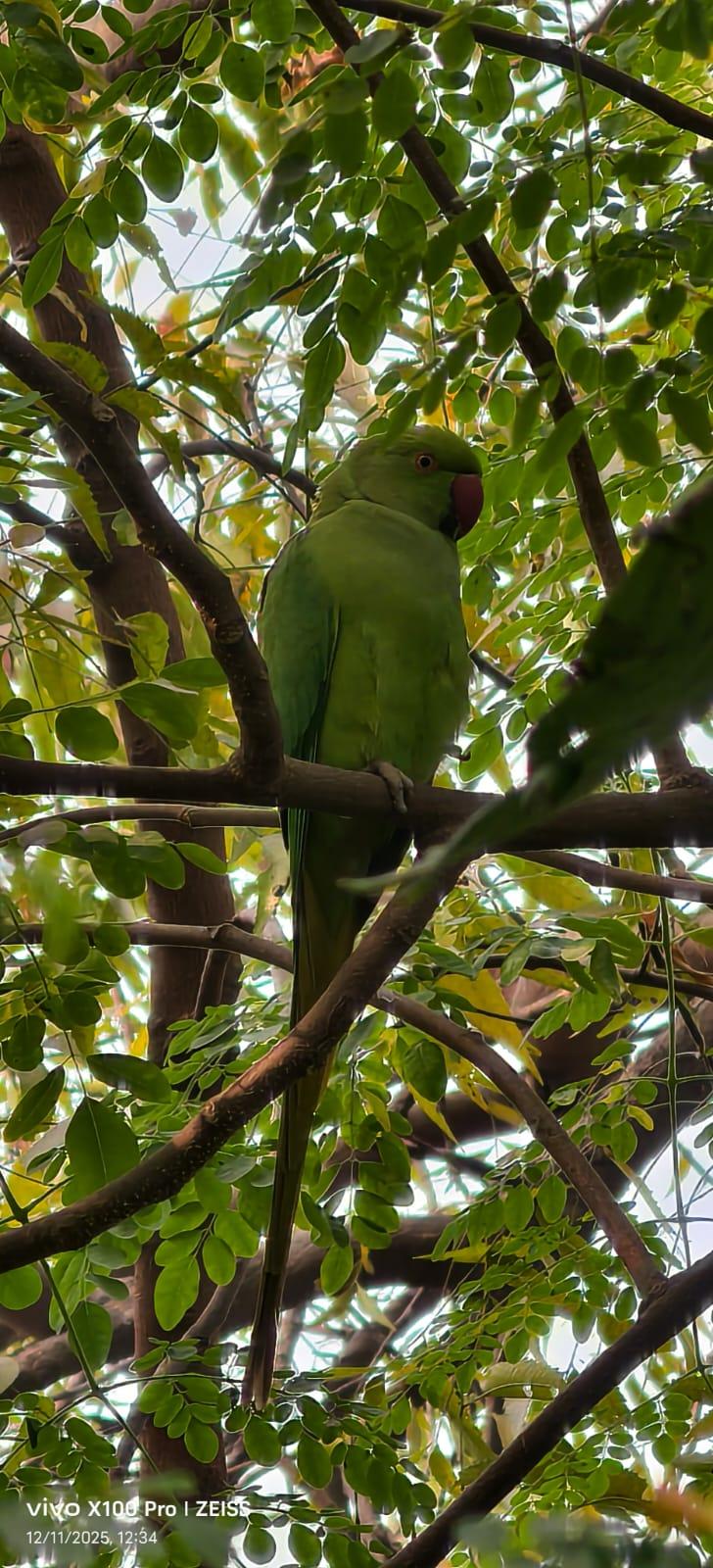 Beautiful Parrot