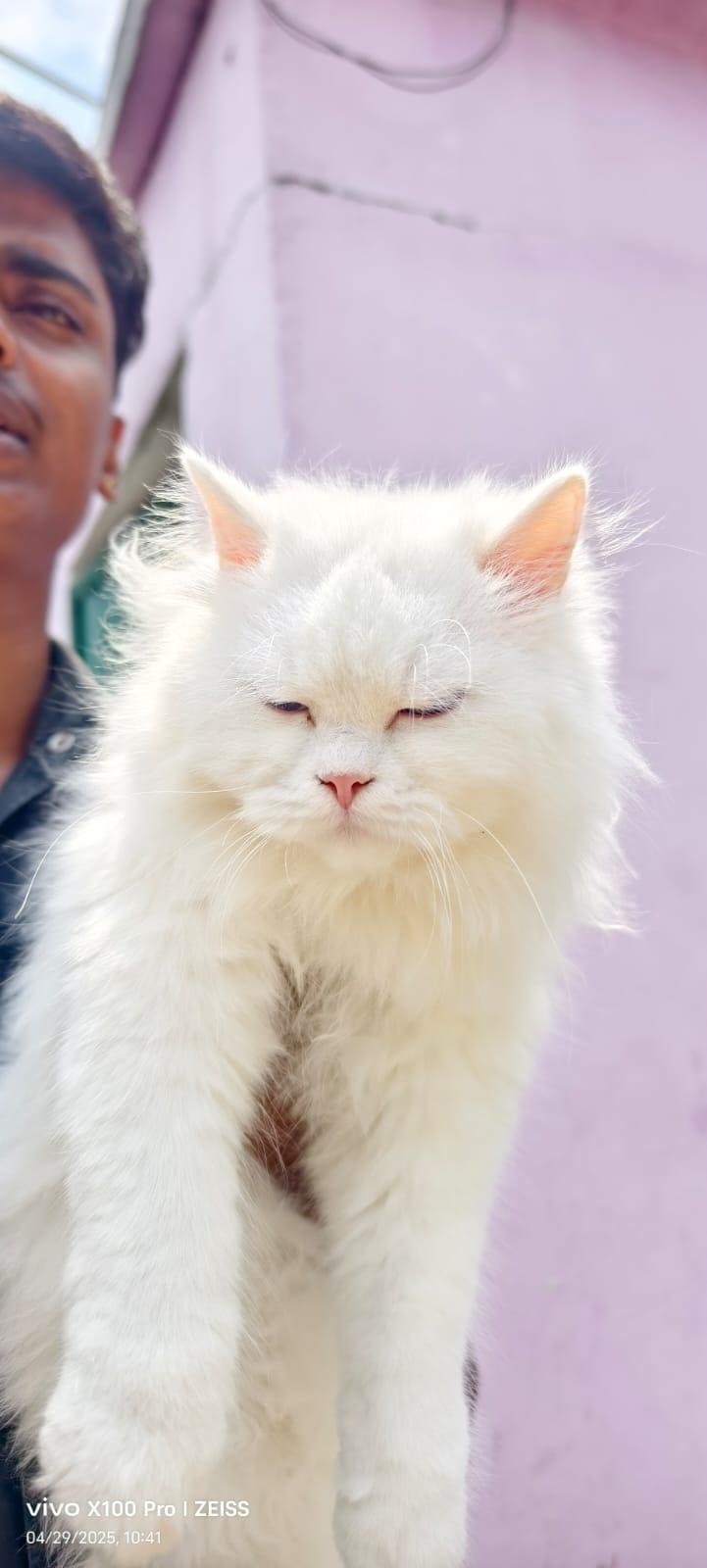 Persian Cat