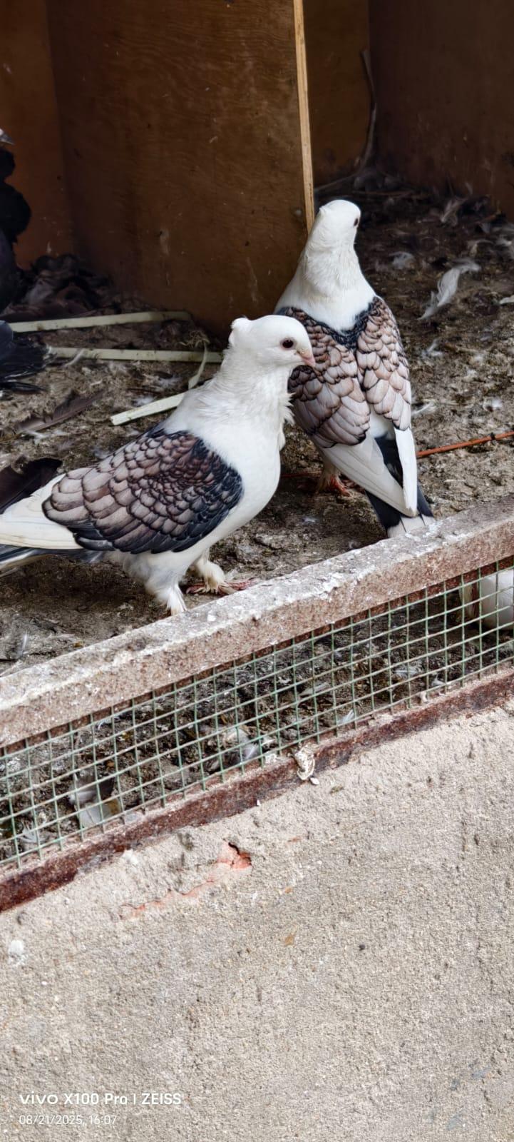 Peaceful Pigeon